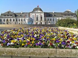 krásny pohľad na fasádu Grassalkovichovho paláca spoza záhonu rozkvitnutých fialiek na Hodžovom námestí v Bratislave.
